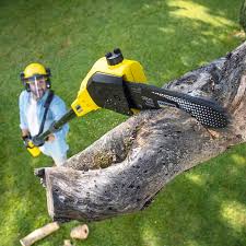 Best Tree Maintenance Programs  in Lake Ketchum, WA